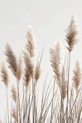 Naklejka na meble Elegant Pampas Grass Against a Soft Background
