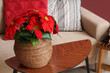 © Pixel-Shot - Christmas plant poinsettia on table in living room, closeup