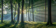 © Kabita - Enchanting deep forest scene sunlight rays piercing through lush green canopy