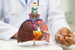 © amazing studio - Pneumonia, lung cancer, Asian doctor holding human anatomy model for study diagnosis and treatment in hospital.