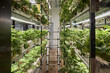 © Cavan Images - Vertical garden growing strawberries in a modern indoor setup