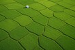 © diproduction - Aerial view of green rice fields with geometric patterns and a small shed in the center, illustrating agricultural landscape concept beautifully. Ai generative