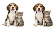 © Thomas - Three adorable 8-12 week old tri-color Beagle puppies with happy smiles and three cute tabby kittens with wide curious eyes, sitting closely on a bright white studio background, heartwarming pet