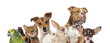 © Eric Isselée - Group of pets looking at camera, transparent background