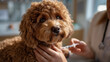 © Tahsin - Brown poodle getting a shot from a vet in a clinic setting indoors