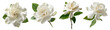 © Kanlayarawit - Set of beautiful Gardenia flowers in white color tone, isolated on transparent background.