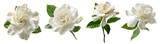 Set of beautiful Gardenia flowers in white color tone, isolated on transparent background.