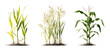 © Al-Mamun - Sets of barley plants millet plants and corn plants side by side on transparent background