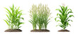 © Al-Mamun - Three corn plants in different growth stages isolated on transparent background