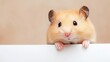 © Dina - Cute golden hamster peeking over a white surface with soft background and adorable expression