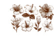 © Habibur Rahaman - Elegant white and sepia tone floral arrangement delicate blossoms botanical art isolated close up isolated on transparent background