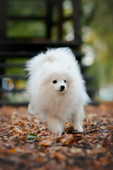  white pomeranian small dog puppy