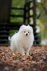  white pomeranian small dog puppy