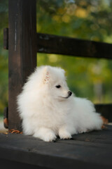  white pomeranian small dog puppy