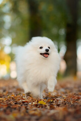  white pomeranian small dog puppy