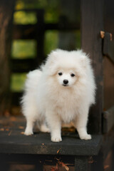 white pomeranian small dog puppy