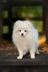  white pomeranian small dog puppy