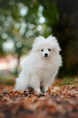  white pomeranian small dog puppy