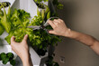 © dikushin - Female hands using scissors, harvesting fresh lettuce leaves from vertical hydroponic farming system, showcasing sustainable agriculture and modern farming techniques. Concept of home gardening.