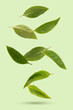 © Suraphol - Basil green leaves on light green background