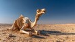 © irawan - Remains of a large desert animal lie exposed under a bright blue sky