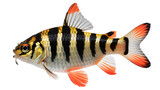 A striking tiger barb fish with vibrant orange fins and distinctive black vertical stripes on a white background