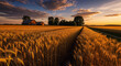 © Imesha - Golden wheat field under dramatic sunset sky, symbolizing agriculture, harvest, and rural beauty jpg image.