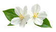 © Keanu - Two white flowers bloom with yellow centers and green leaves