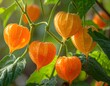© Indah - Close-up of physalis (cape gooseberry) plant with ripe orange fruits enclosed in papery husks hanging on green stems