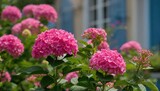 Vibrant pink hydrangea blooms on a bush, seasonal beauty, summer decor