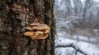 © DigitalDruid - Fungus growing on a tree during winter, seasonal change