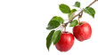 © Anatoli - Bright red apples hanging from a branch in a sunny orchard during the harvest season on a transparent background