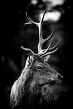 head of a deer