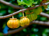 Close-up of Garcinia cambogia fruit with glossy skin on a branch under tropical natural light.