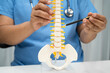 © amazing studio - Doctor with lumbar vertebra bone skeleton and nerve model for treatment in the orthopedic department.