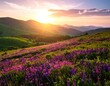 © Ghh - Rolling hills covered with purple wildflowers under a sunset sky