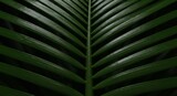 Close Up of Dark Green Palm Leaf Texture