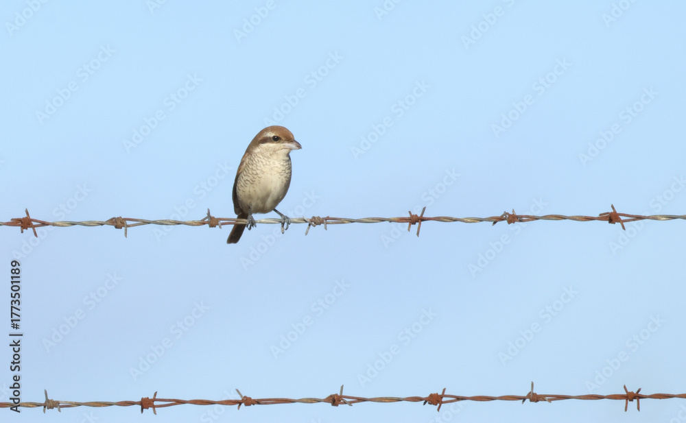 Stockfoto An extremely rare Brown Shrike, Lanius cristatus, perching on ...