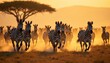 © miss irine - Herd of zebras run fast across dusty savanna plains at sunset. Wild animals gallop in golden hour light. Their movement kicks up dust creating a dramatic, energetic natural scene.