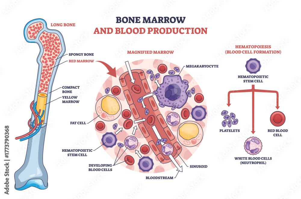 Bone Marrow Hematopoiesis Shown With Long Bone Cross section Stem Bone Marrow Hematopoiesis Shown With Long Bone Cross section Stem
