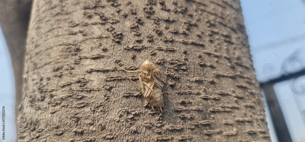 Detail of the Bug Exoskeleton and Legs Against the Rustic Wood Texture ...