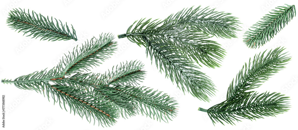 Christmas tree branches isolated on white, set Stock Photo | Adobe Stock