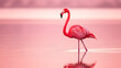 © Leyya - Elegant Pink Flamingo Walking in Shallow Water at Sunset