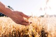 © Maskot - Hand of farmer touching wheat crop in farm