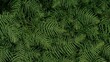 © Sona - Dense green fern leaves covering the ground, creating a lush and vibrant natural scene.