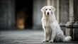 © Jojo* - Beautiful pale canine companion sits patiently beside ancient stone architecture outdoors
