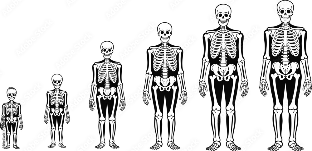 Skeletal Development Abstract Human skeleton growth stages, anatomical illustration, child to adult ...