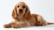 © fotofabrika - Cute golden cocker spaniel puppy resting calmly on a white background indoors