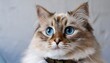 © Darlene - blue eye yellow eye cat fluffy fur soft texture calm expression indoor closeup beautiful feline pet collar