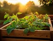 © Laura - fresh green bean plants curl over a wooden planter box covered in early morning dew and lit by soft golden sunlight